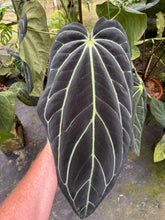 Load image into Gallery viewer, Anthurium OG x RA (no #) Carlablackiae 2 leaf seedling 3&quot; pots - Grower&#39;s Choice