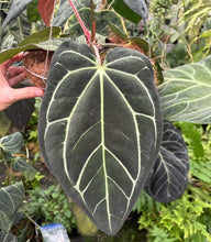 Load image into Gallery viewer, Anthurium OG x RA (no #) Carlablackiae 2 leaf seedling 3&quot; pots - Grower&#39;s Choice