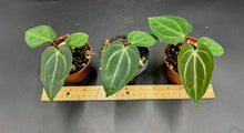 Load image into Gallery viewer, Anthurium OG x RA (no #) Carlablackiae 2 leaf seedling 3&quot; pots - Grower&#39;s Choice