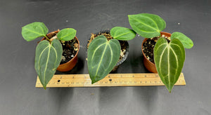 Anthurium OG x RA (no #) Carlablackiae 2 leaf seedling 3" pots - Grower's Choice