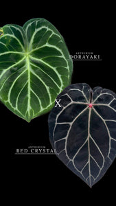 Anthurium Red Crystal x Dorayaki 3" - Grower's Choice